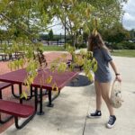 Picking up on a dog walk at Veterans Park